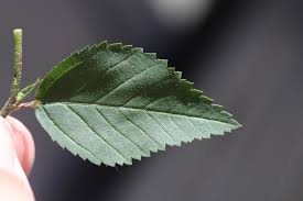 Image result for leaf margin entire