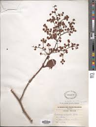 Image result for Tetracera boiviniana