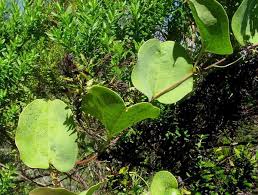 Image result for Smilax anceps