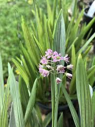 Image result for Ledebouria Unidentified sp. no6.
