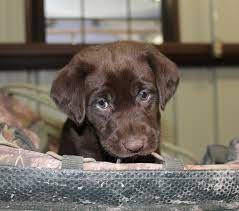 Check spelling or type a new query. Chocolate Lab Puppies Chocolate Lab Puppies Lab Puppies Labrador Puppies For Sale