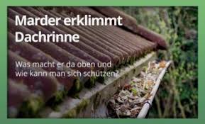 • als marderschutz in die dachrinne gelegt blockieren sie den laufweg des marders • als marderschutz fixiert an fallrohren oder bäumen. Marder Im Haus Hilfe Durch Marderschutz Und Marderabwehr