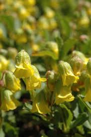 Image result for Hermannia glanduligera