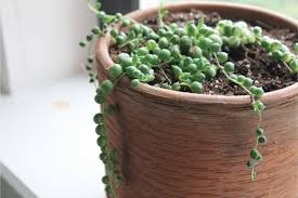 Usually there are telltale signs that would tell you clearly whether a succulent is being overwatered or underwatered. String Of Pearls Plant Dying Causes And Solutions Smart Garden Guide