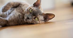 One of our cats stopped eating after a vomiting phase and was diagnosed with hepatic lipidosis. Vomiting Cat Friendly Homes