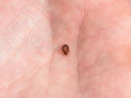 Bed bugs are troublesome household pests. Pest Of The Quarter Bed Bugs