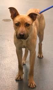 Spotsylvania Animal Shelter