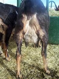 The store i got her from separates the males and females so there is an unlikely chance that is received her pregnant. Goat 101 How To Tell When Your Goat Is In Labor Or Getting Close The Prairie Homestead