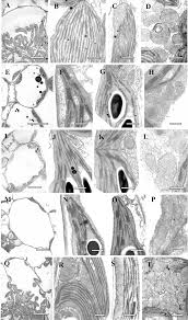 Image result for Cleome polyanthera