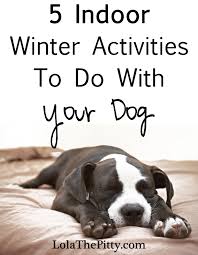 5 Indoor Activities To Do With Your Dog Dogs Dog Care Pets