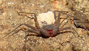 Image result for Arthropteris charletiana