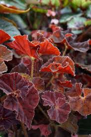 Pin On Rosliny Plants