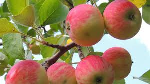 3d Hd Wallpaper Is Certainly A Finest Portal For Your Needs In The Process Of Downloading The Wallpaper Images For Free Apple Fruit Fruit Fruit Plants