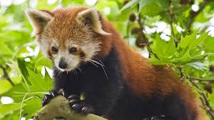 The red panda is endemic to the temperate forests of the himalayas, and ranges from the foothills of western nepal to china in the east.11 its easternmost limit is the qinling mountains of the shaanxi province in china. Red Panda Characteristics Habitat Facts Britannica