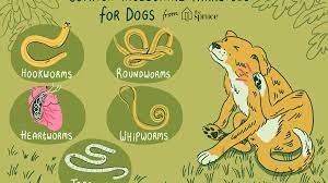 Premium supplements · backed by research Common Worms And Intestinal Parasites In Dogs