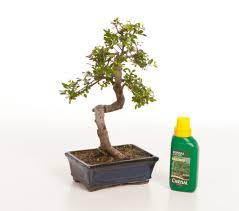 Remember to think about your bonsai trees design and how you would like it to look in the future as well as its health and stability. How To Use Fertilizer To Grow Your Bonsai Tree Bonsai Tree Gardener