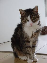Ihr lieben, kathy erwähnte schon, ob ich oder auch andere, die neuerdings die salbe thiamazol bei ihrer sdü katze verwenden. Tierheilpraktikerin Im Raum Bonn Diagnose Und Behandlung Der Uberfunktion Der Schilddruse Bei Katzen