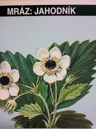 Image result for květopas jahodníkový