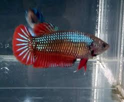 Betta Fish Betta Fish Ideas Bettafish Fishbetta Green Red Cooper Female Betta Fish 5 Months Old 8 99 0 Bids End Da Betta Fish Beautiful Fish Betta