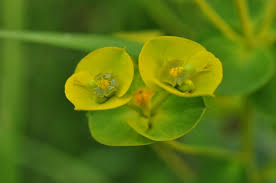 Image result for Euphorbia inundaticola