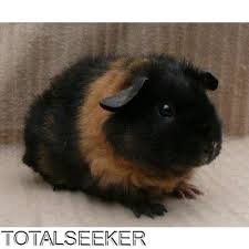 Pet guinea pigs for sale near me. Pin On Guinea Pigs