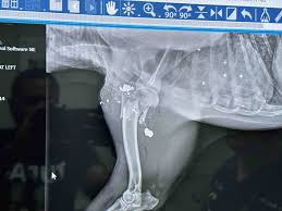 Fundraiser by Walter Gandy : OUR DOG WAS SHOT BY THE POLICE IN OUR BACKYARD