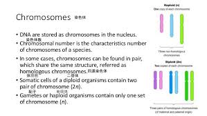 Chapter 5 Cell Division Spm Biology Form 4 Cell Division Biology Biology Notes