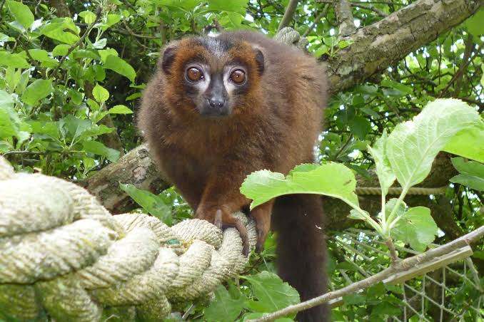 Red-Bellied Lemur feeding habits