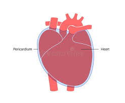 Image result for Pericardium