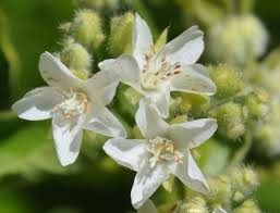 Image result for Dombeya kirkii