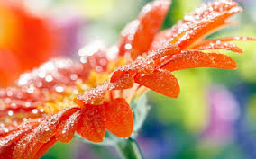 Download free image water drops. Water Drops Flowers Hd Wallpapers Desktop And Mobile Images Photos