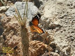 Image result for Stathmostelma pedunculatum