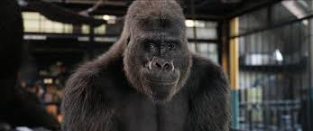 I would've given this movie a 10 for storyline and quality but i am not someone that likes movies with talking animals so due to personal preference i rated it a 9 which is very high considering animals that. Answering The Many Questions About The One And Only Ivan The New York Times