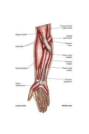 Have a product modelling and rendering project?. Anatomy Of Human Forearm Muscles Superficial Anterior View Poster Allposters Com