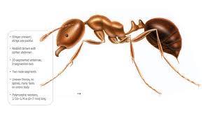 what do fire ants look like fire ant identification guide