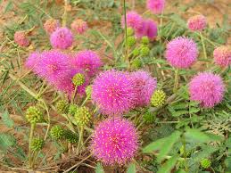 We did not find results for: This Amazing Native Plant Actually Moves When You Touch It