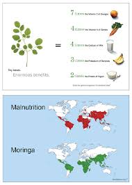 About Moringa Green World Ventures Llc