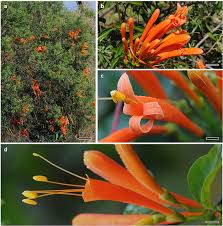 Image result for Pyrostegia