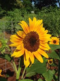 This document has been moved. Sunflower Meaning And Symbolism Hgtv