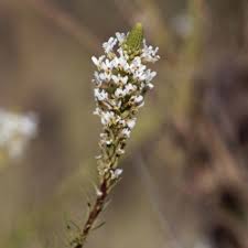 Image result for Hebenstretia