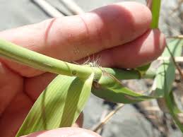 Image result for Phragmites karka