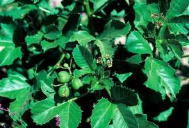Image result for Jatropha scaposa