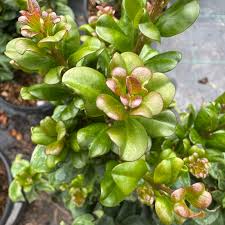 Image result for Lythrum rotundifolium