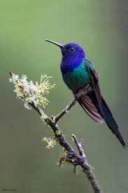 Nearly half of its length is made up by. Swallow Tailed Hummingbird Photo Dubi Shapiro Photos At Pbase Com