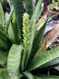 Image result for Sansevieria hyacinthoides