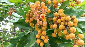 We did not find results for: Cupaniopsis Anacardioides Carrotwood Tuckeroo Hd 01 Youtube
