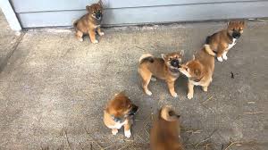 Check spelling or type a new query. Where To Find Shiba Inu Puppies For Sale Dogable