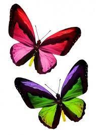 Dos Mariposas De Color Sobre Blanco Imagen De Stock Mariposas De Colores Fotos De Mariposas Mariposas
