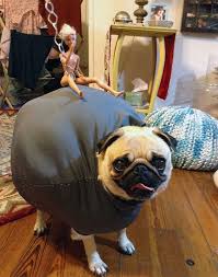 Dog Halloween Costumes Check Out These 17 Pugs With Crazy Ideas For The Big Night Which On Dog Costumes Funny Dog Halloween Costumes Big Dog Halloween Costumes