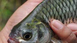 Lalu masukkan ikan tengiri, proses hingga halus. Budidaya Ikan Tawes Puntius Javanicus Wader Atau Putihan